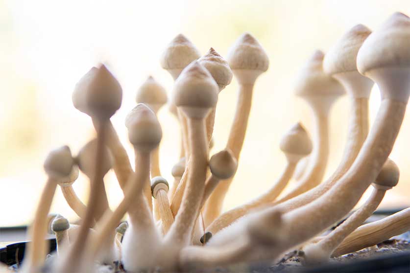 Magic Mushrooms-What Happens When You Inject Shrooms & Other Psychedelic Drugs?